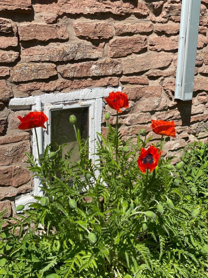 Rosenfors Herrgard B&B ボリホルム エクステリア 写真